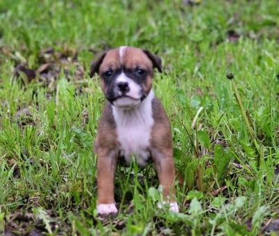 Les chiots de Staffordshire Bull Terrier