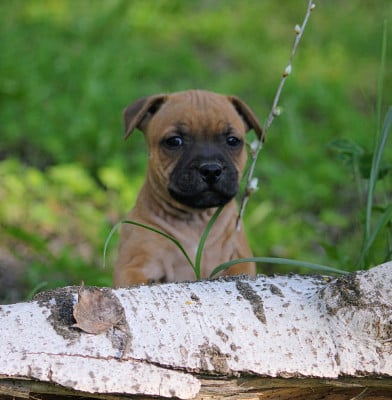 Les chiots de Staffordshire Bull Terrier