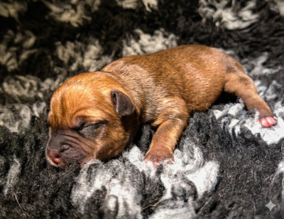 Les chiots de Staffordshire Bull Terrier