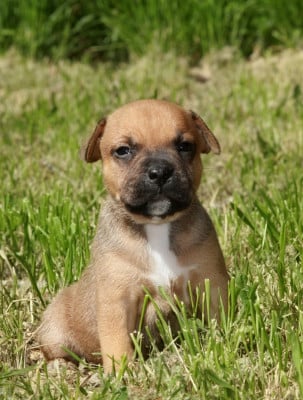 Les chiots de Staffordshire Bull Terrier
