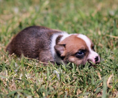 Les chiots de Staffordshire Bull Terrier
