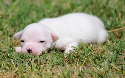 Les chiots de Staffordshire Bull Terrier