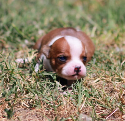 Les chiots de Staffordshire Bull Terrier