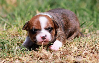 Les chiots de Staffordshire Bull Terrier