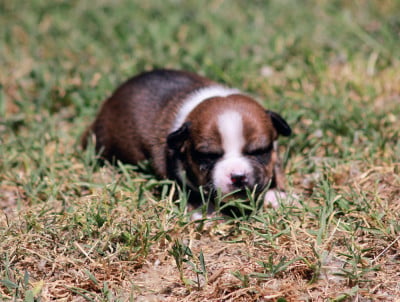 Les chiots de Staffordshire Bull Terrier