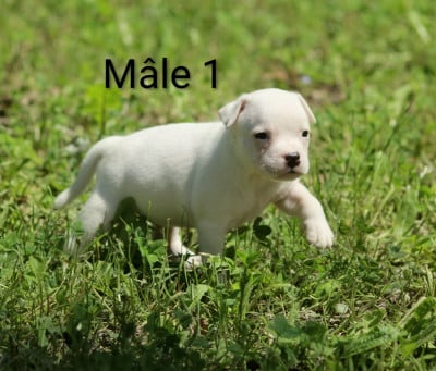 Les chiots de Staffordshire Bull Terrier