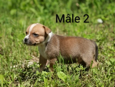 Les chiots de Staffordshire Bull Terrier