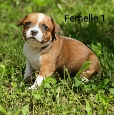 Les chiots de Staffordshire Bull Terrier