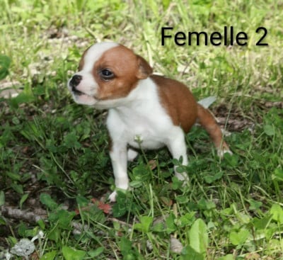Les chiots de Staffordshire Bull Terrier