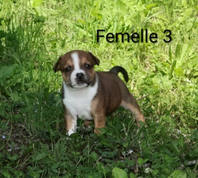 Les chiots de Staffordshire Bull Terrier
