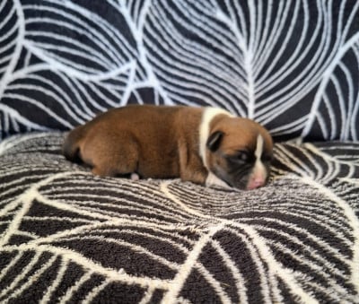 Les chiots de Staffordshire Bull Terrier