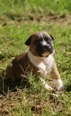 Les chiots de Staffordshire Bull Terrier