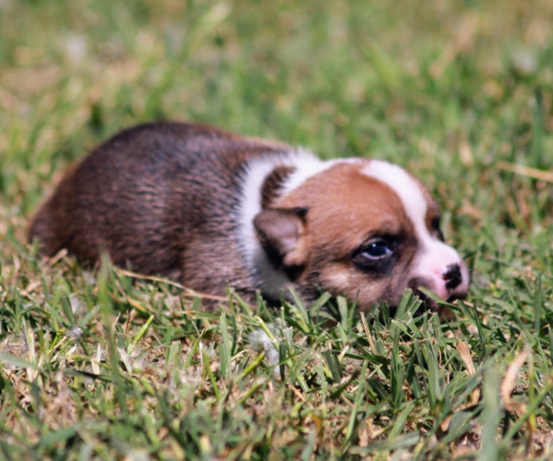 Staffordshire Bull Terrier - Oogie Boogie