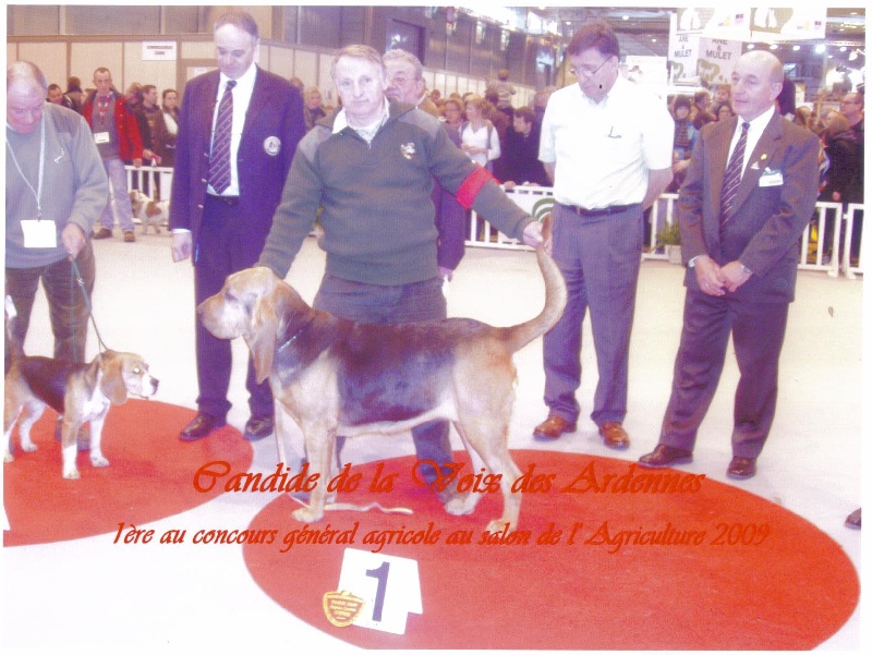 Candide De la voix des ardennes - 1ER EX. CACS CACIB