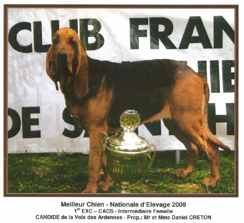 Candide De la voix des ardennes - 1ERE EX. CACS CACIB