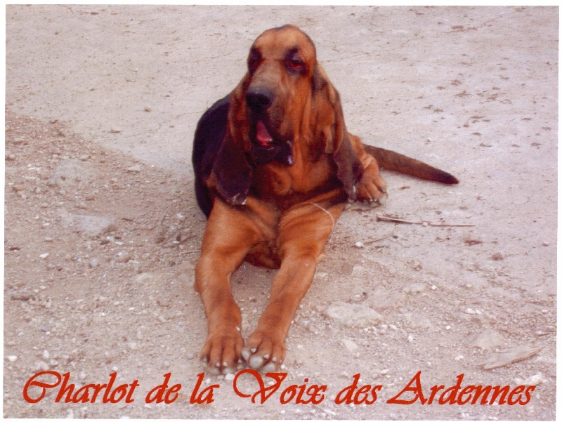 Charlot De la voix des ardennes - C.O.M.2eme EX.