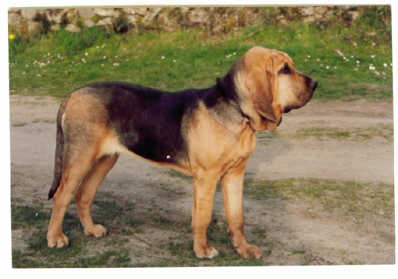 Candide De la voix des ardennes - C.O.F.2eme EXC.RCACS