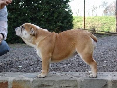 Publication : Resident bull's