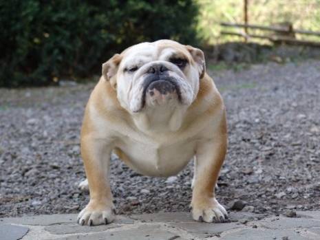 Publication : Resident bull's