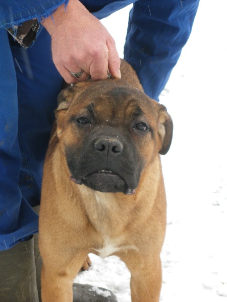 Ginger du domaine de Tarmac