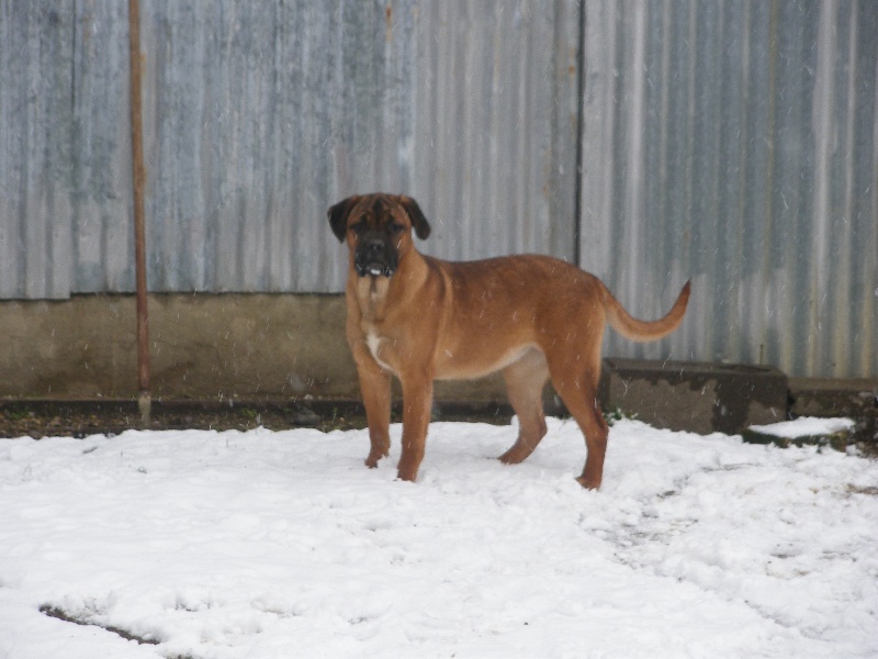 Ginger du domaine de Tarmac