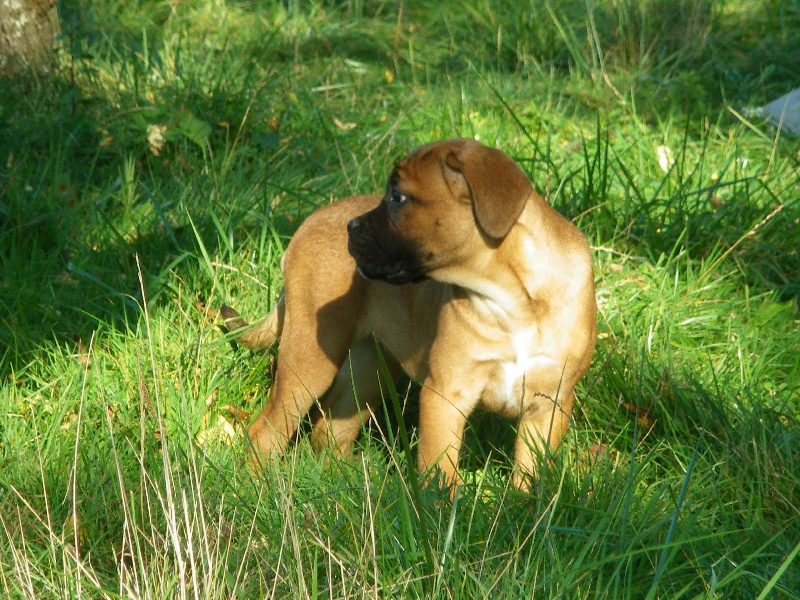 Ginger du domaine de Tarmac