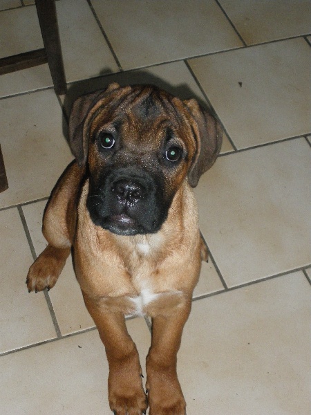 Ginger du domaine de Tarmac