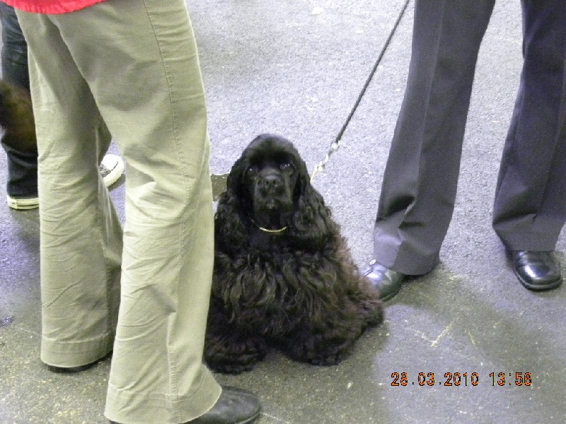 Publication : des pensées d'Odin Auteur : dautel corinne