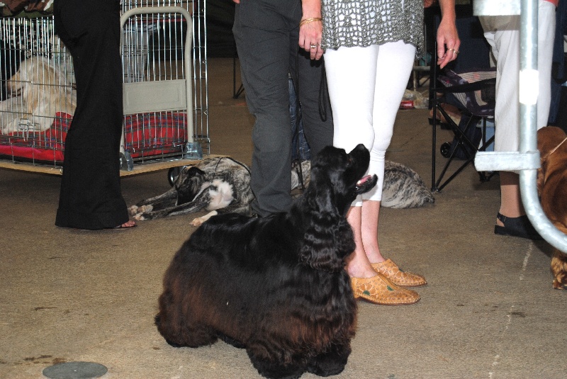 Publication : des pensées d'Odin Auteur : dautel corinne