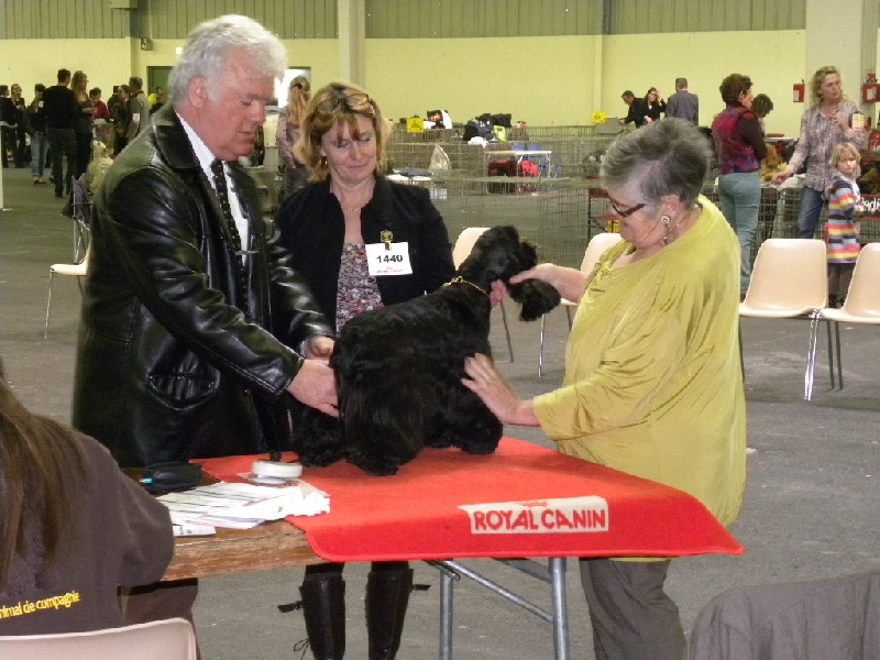 CH. Everything plus des pensées d'Odin - CLASSE OUVERTE 1 ERE EXC CAC CACIB