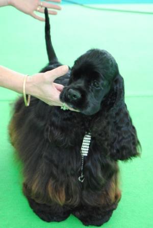 CH. Everything plus des pensées d'Odin - classe inter: 1ere excellente CACS & CACIB MEILLEUR DE RACE