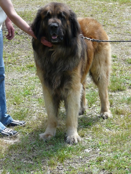 Cangyvo kaiser du domaine de la ponctuation - excellent