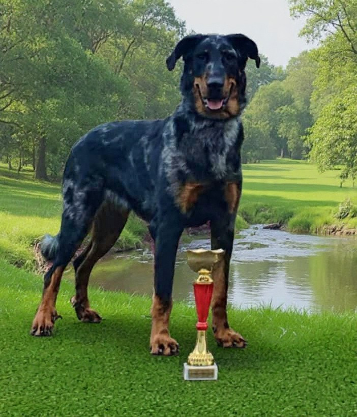 Vip princesse violette des fontaines de l'eau salée