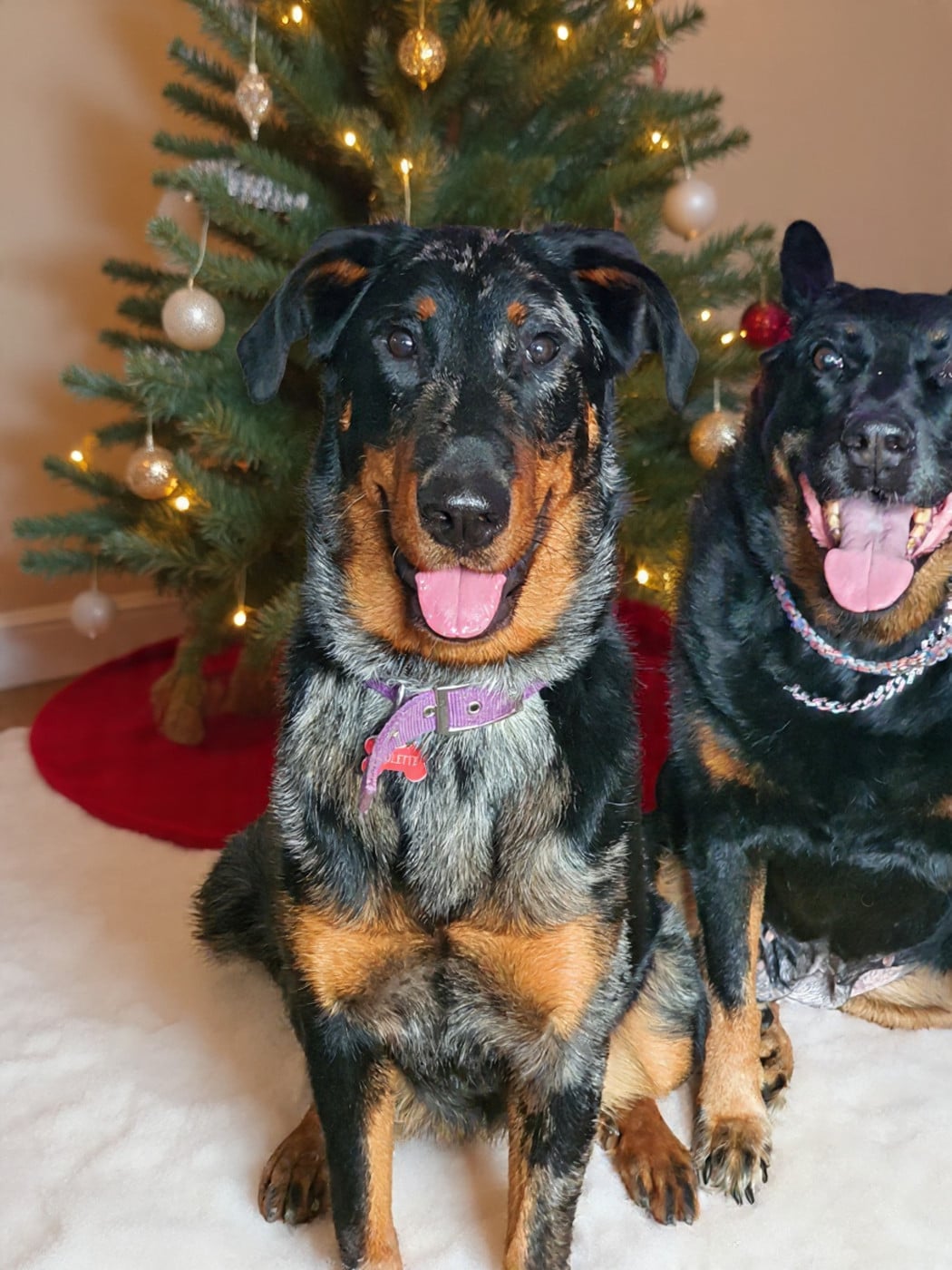 Vip princesse violette des fontaines de l'eau salée
