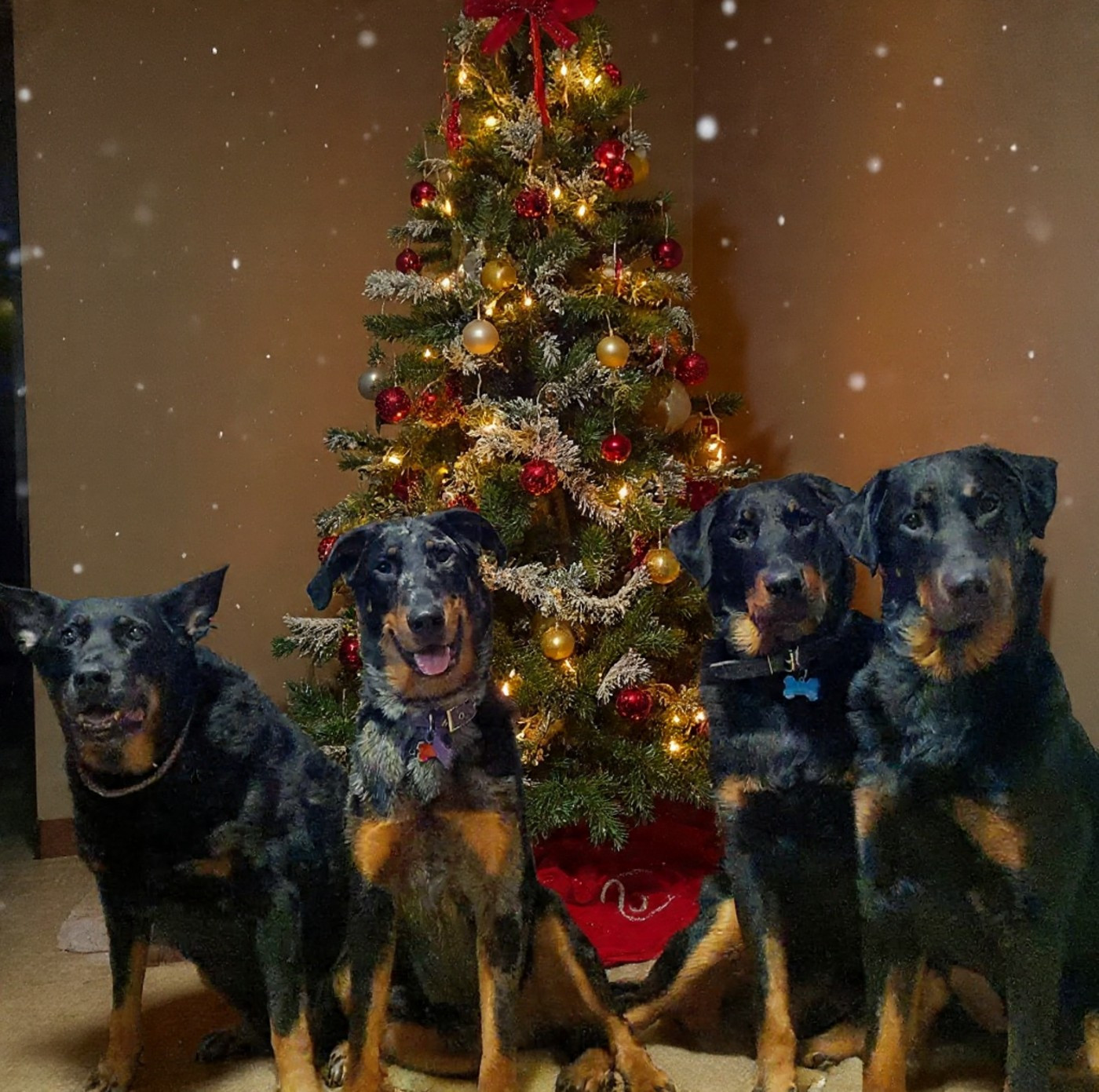 Vip princesse violette des fontaines de l'eau salée