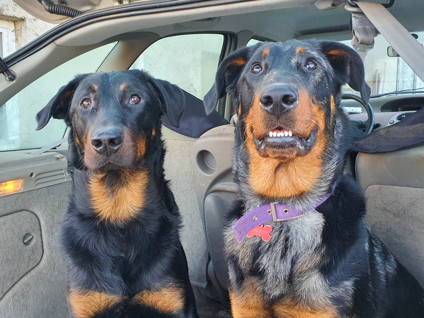 Vip princesse violette des fontaines de l'eau salée