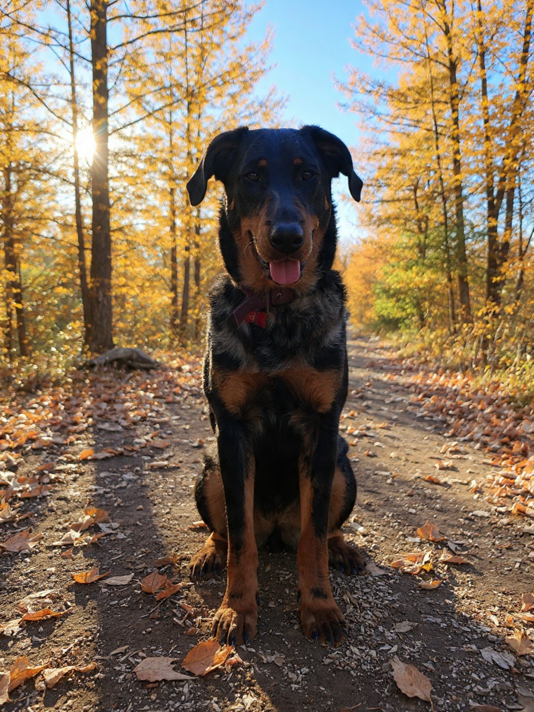 Vip princesse violette des fontaines de l'eau salée