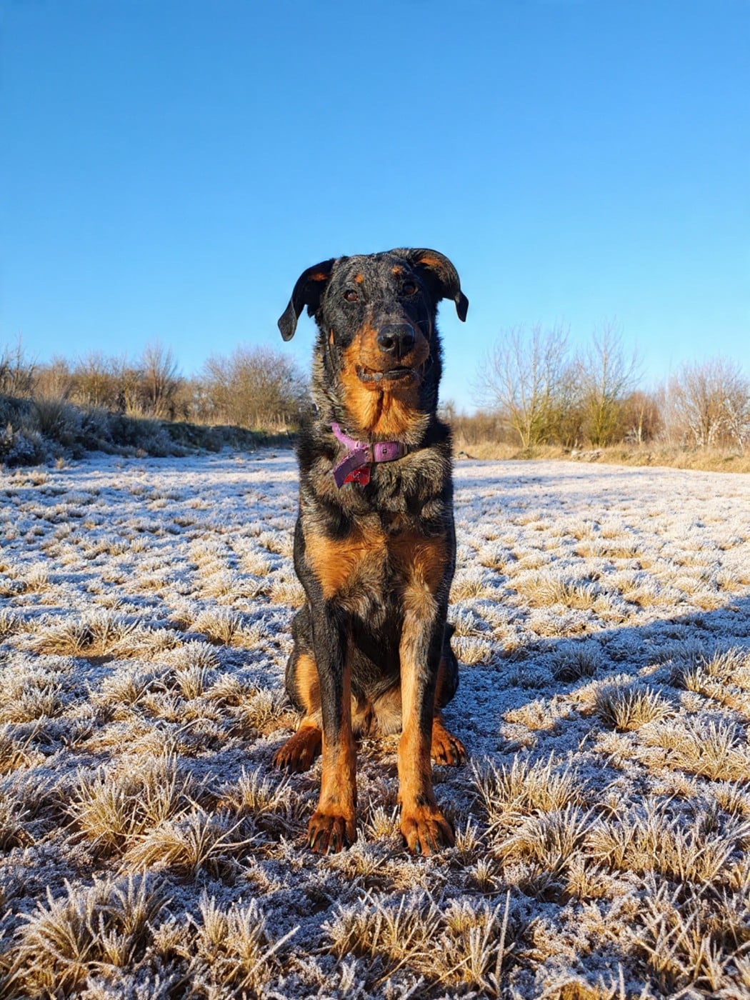Vip princesse violette des fontaines de l'eau salée