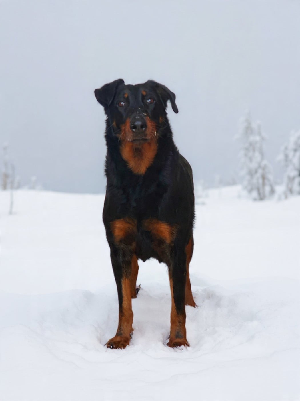 Paia Des dames Chanoinesses