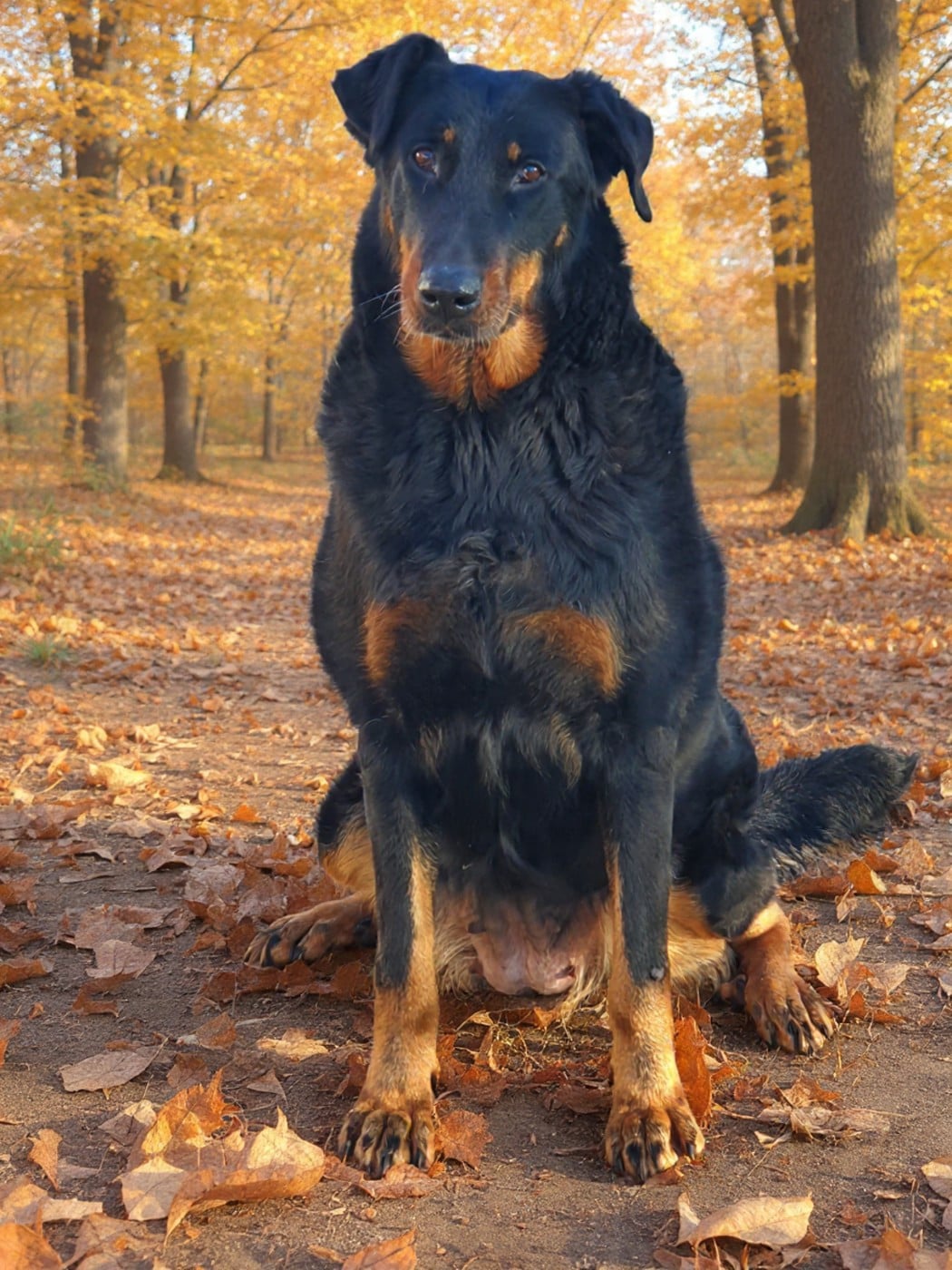 Odysee Des dames Chanoinesses