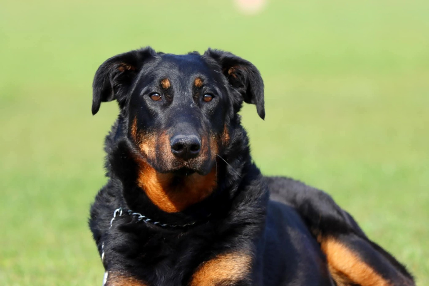 Toscane De La Valériane Fleurie
