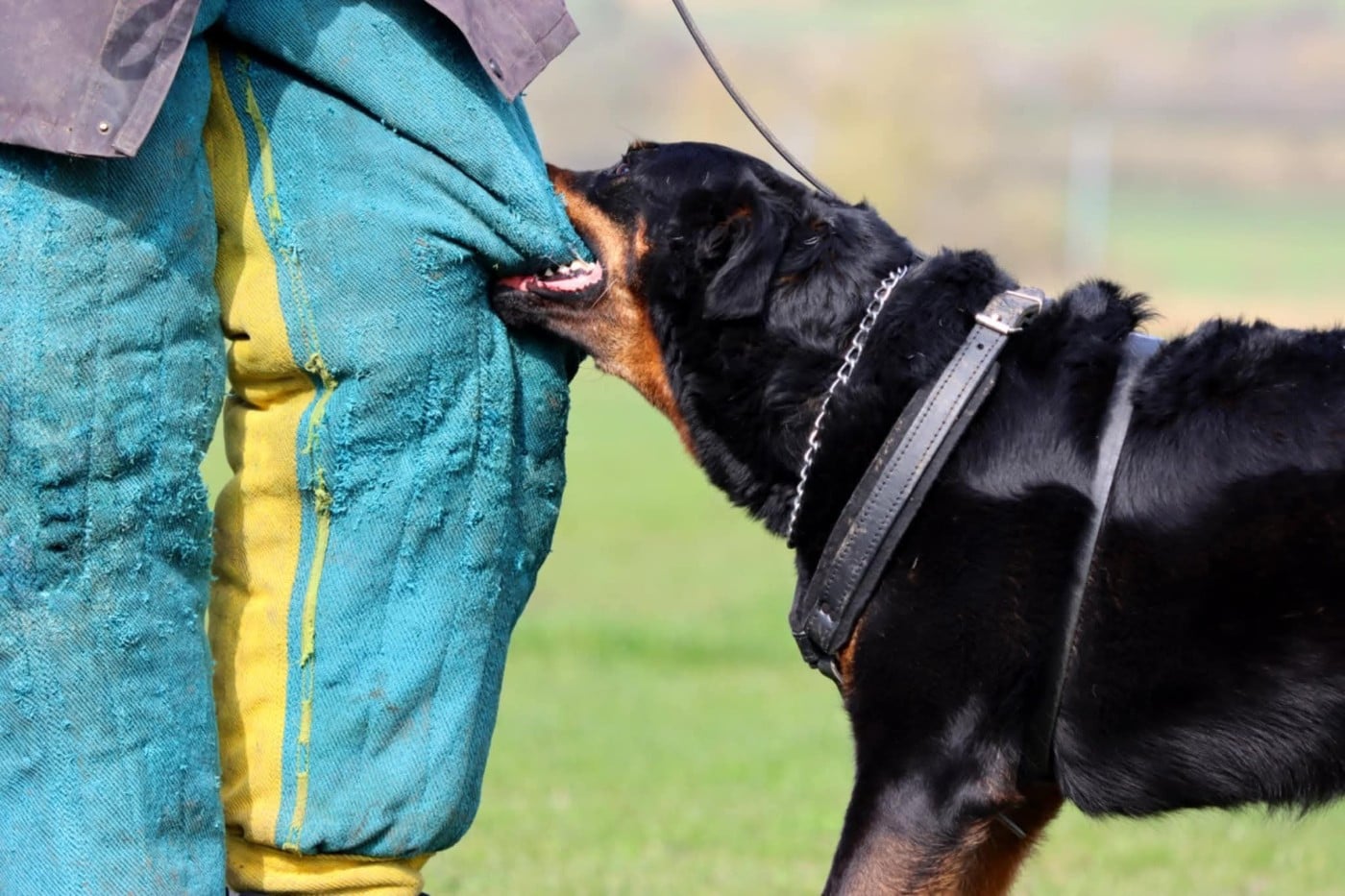 Toscane De La Valériane Fleurie