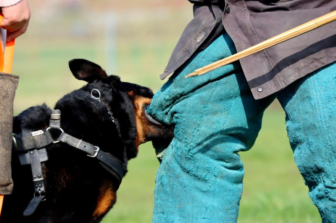 Toscane De La Valériane Fleurie