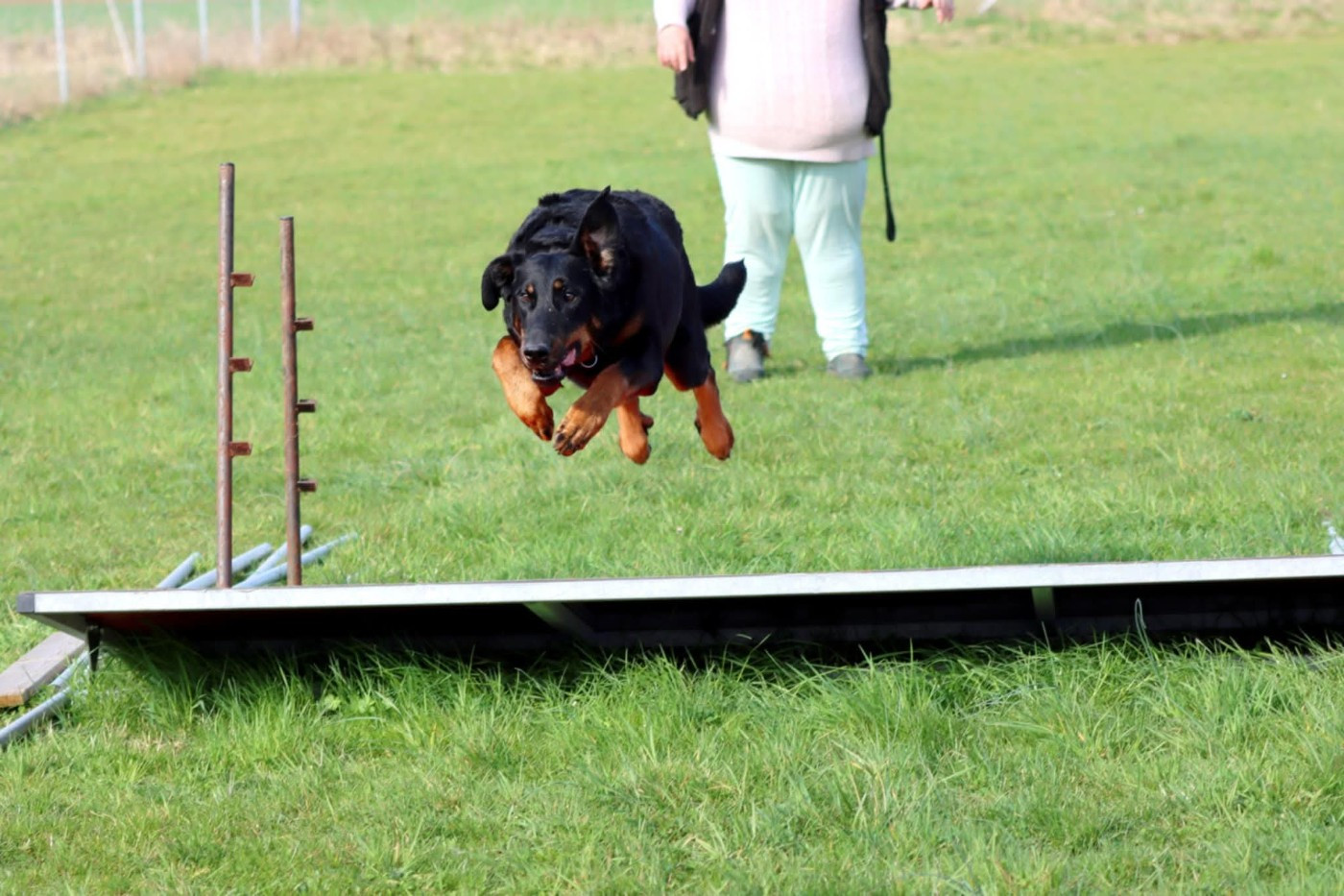 Toscane De La Valériane Fleurie
