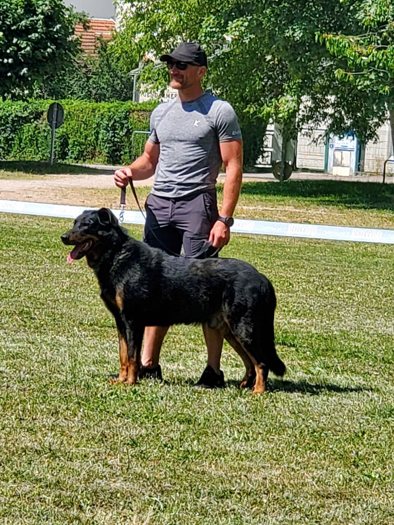 Schnaps bleu du serment des brumes