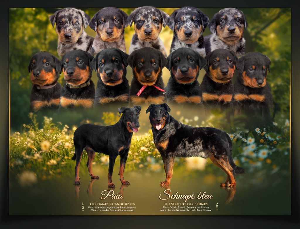 Paia Des dames Chanoinesses