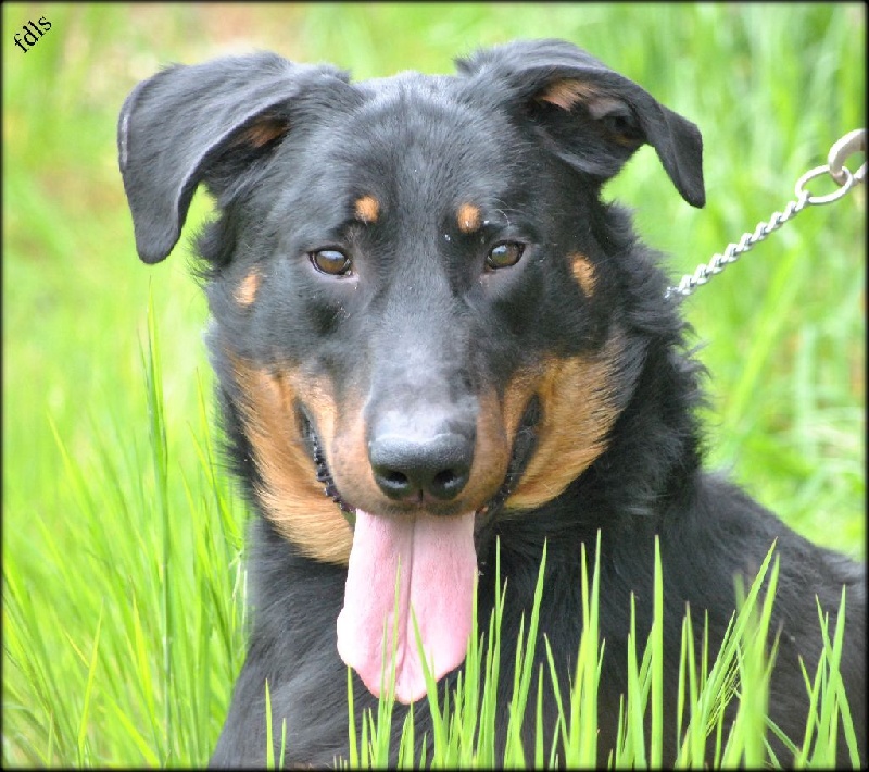 Hairon (Sans Affixe) - 1 EXC