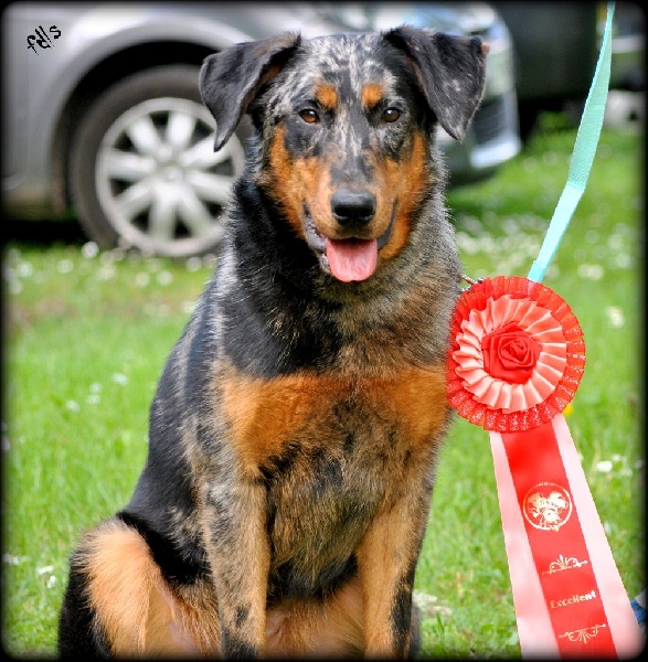 Irresistible dirgine blue des fontaines de l'eau salée - 1er excellent meilleur jeune de sa race