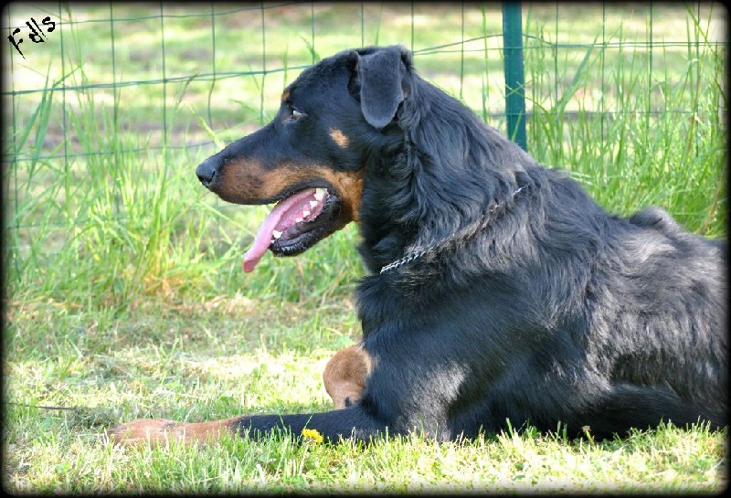 Hairon (Sans Affixe) - EXCELLENT MORPHOLOGIE