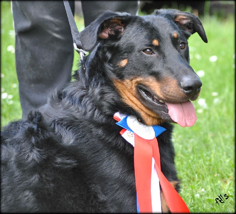 Hairon (Sans Affixe) - 1er excellent meilleur de race CACS